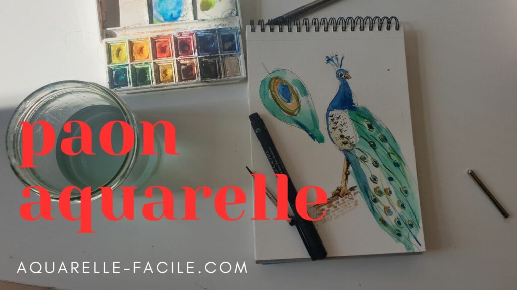 paon aquarelle